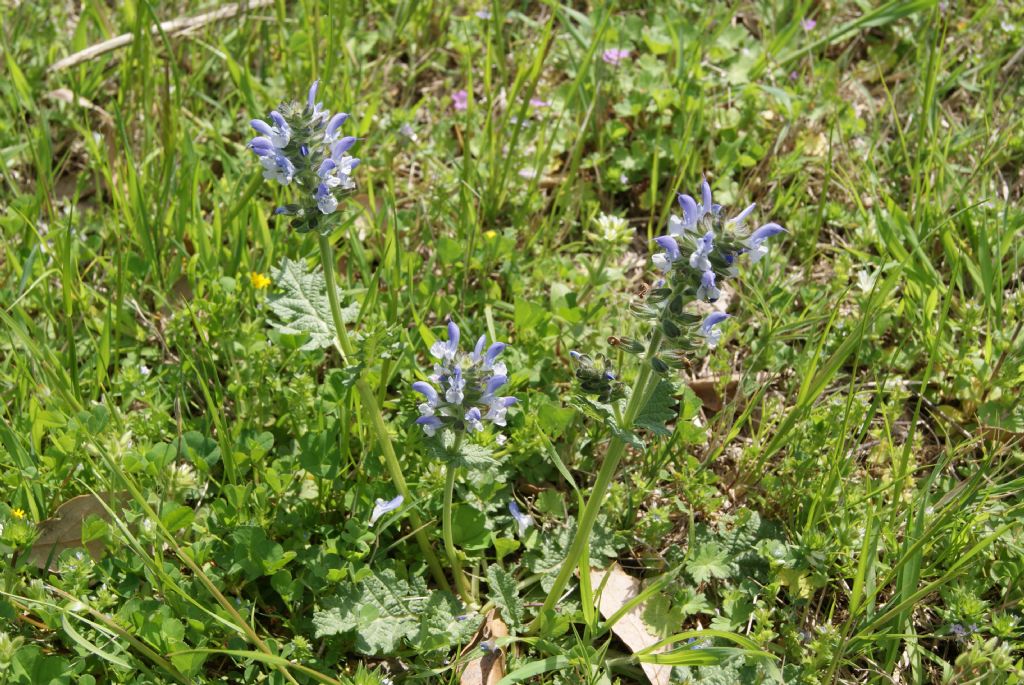 Salvia clandestina